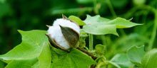  cotton plant responsibility_Wendler